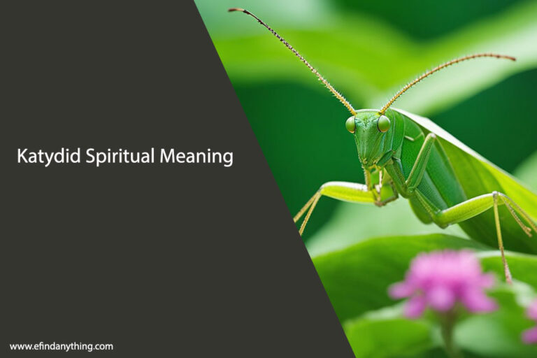 Katydid Spiritual Meaning
