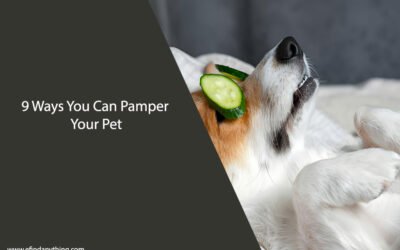 9 Ways You Can Pamper Your Pet