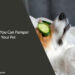 9 Ways You Can Pamper Your Pet