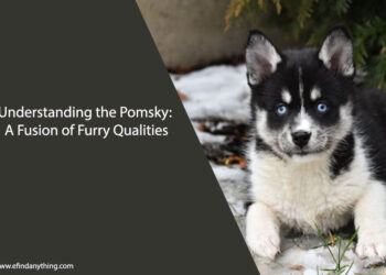 Pomsky