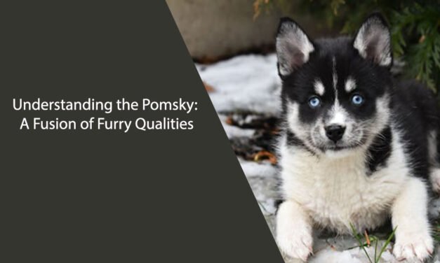 Understanding the Pomsky: A Fusion of Furry Qualities