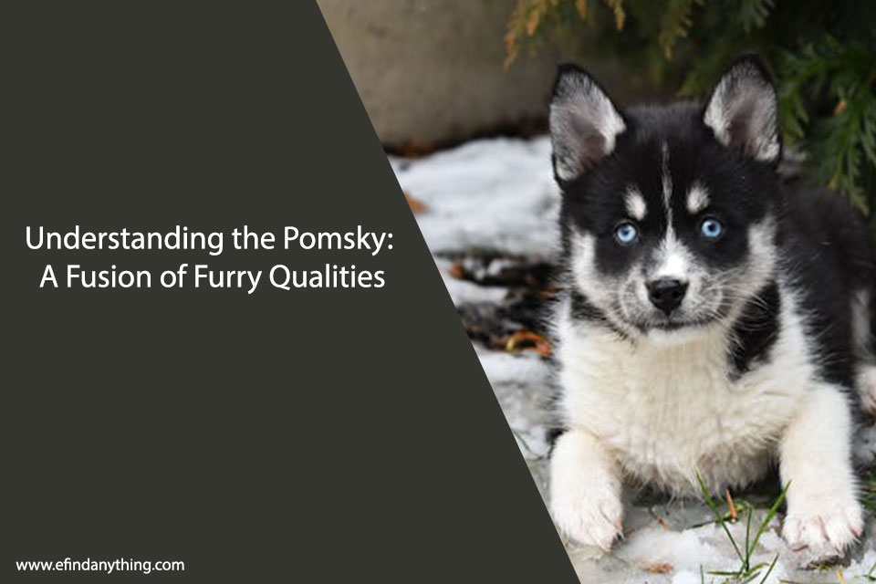 Pomsky