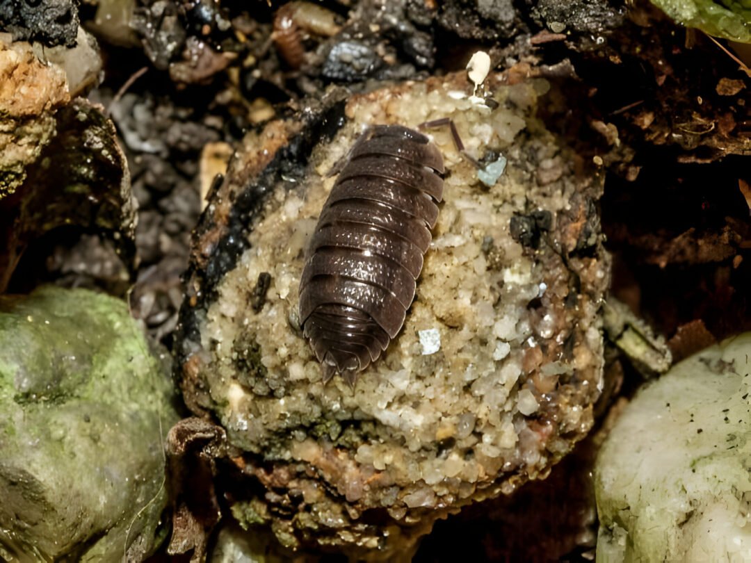 Rollie Pollie Spiritual Meaning: What Does It Symbolize?
