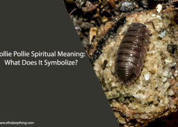 Rollie Pollie Spiritual Meaning