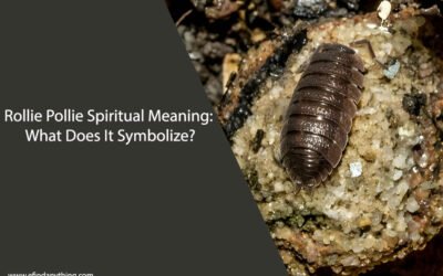 Rollie Pollie Spiritual Meaning: What Does It Symbolize?
