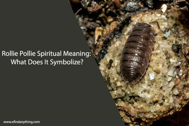 Rollie Pollie Spiritual Meaning