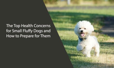 The Top Health Concerns for Small Fluffy Dogs and How to Prepare for Them