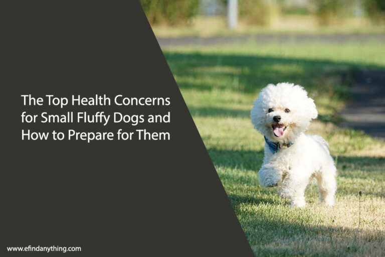 Small Fluffy Dogs