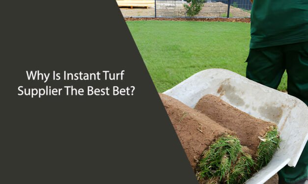 Why Is Instant Turf Supplier The Best Bet?