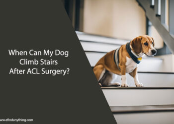 When Can My Dog Climb Stairs After ACL Surgery