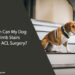 When Can My Dog Climb Stairs After ACL Surgery