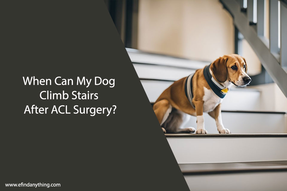 When Can My Dog Climb Stairs After ACL Surgery