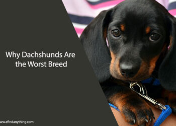Why Dachshunds Are the Worst Breed