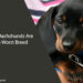Why Dachshunds Are the Worst Breed