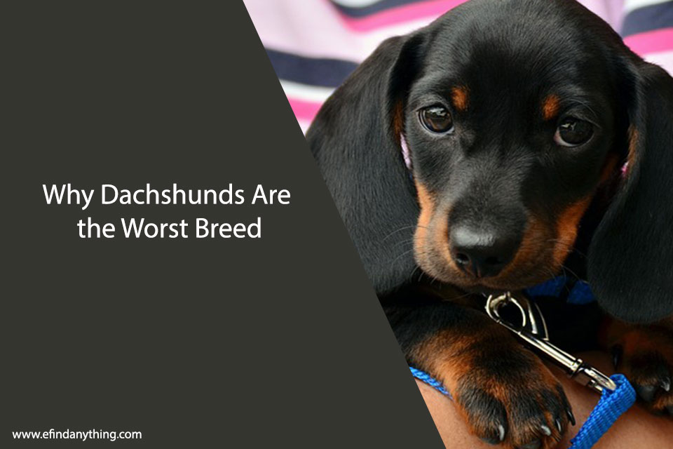 Why Dachshunds Are the Worst Breed