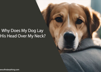 Lay His Head Over My Neck