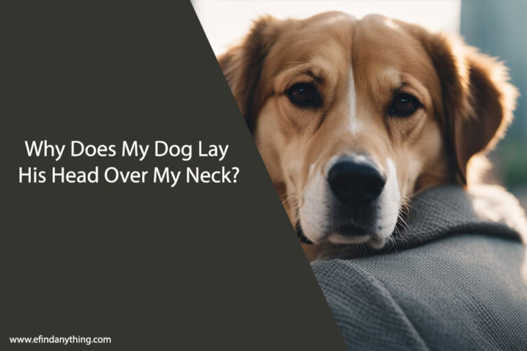 Lay His Head Over My Neck