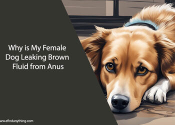 Why is My Female Dog Leaking Brown Fluid from Anus