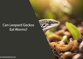 Can Leopard Geckos Eat Worms