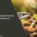 Can Leopard Geckos Eat Worms