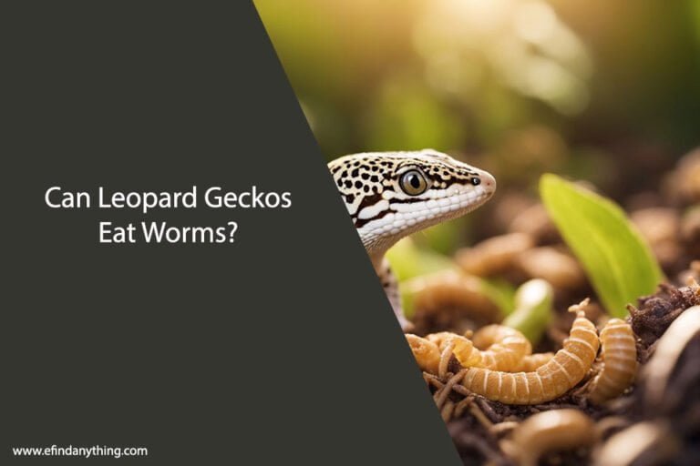 Can Leopard Geckos Eat Worms