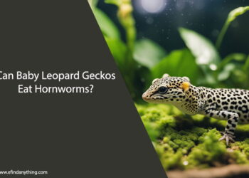 Can Baby Leopard Geckos Eat Hornworms
