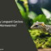 Can Baby Leopard Geckos Eat Hornworms