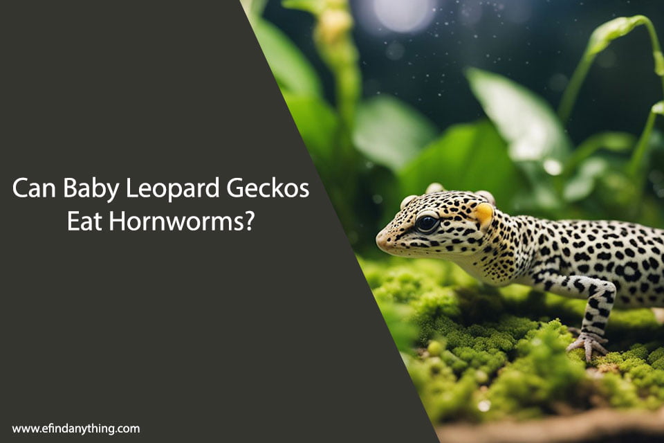 Can Baby Leopard Geckos Eat Hornworms
