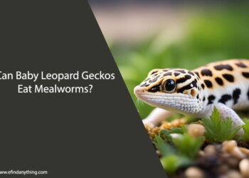 Can Baby Leopard Geckos Eat Mealworms