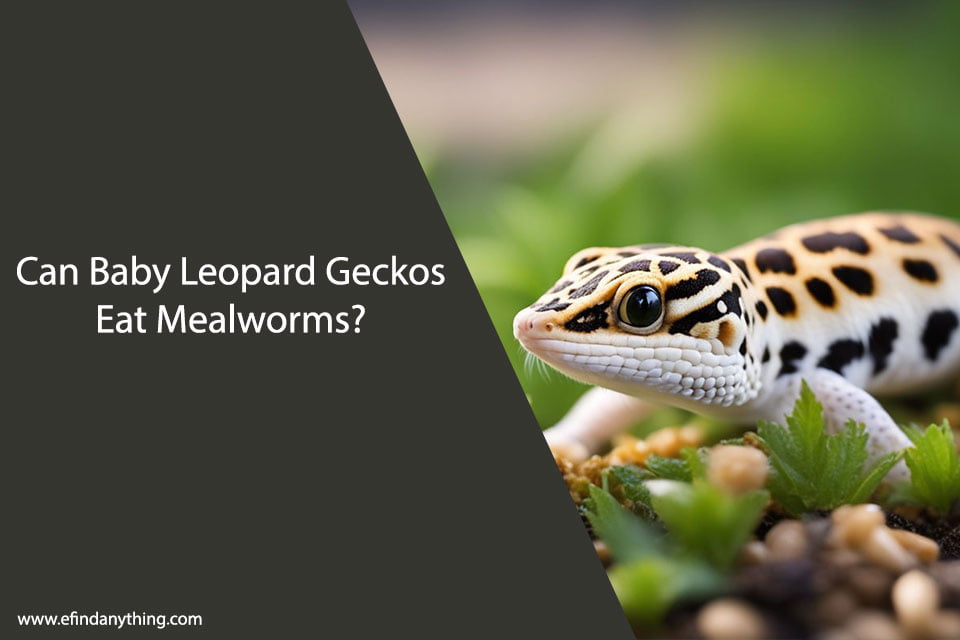 Can Baby Leopard Geckos Eat Mealworms