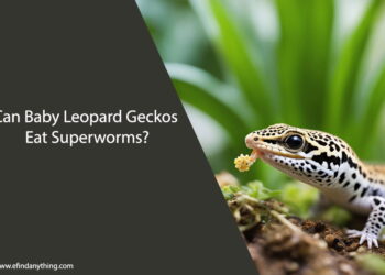 Can Baby Leopard Geckos Eat Superworms