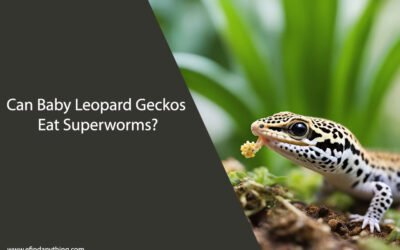 Can Baby Leopard Geckos Eat Superworms?