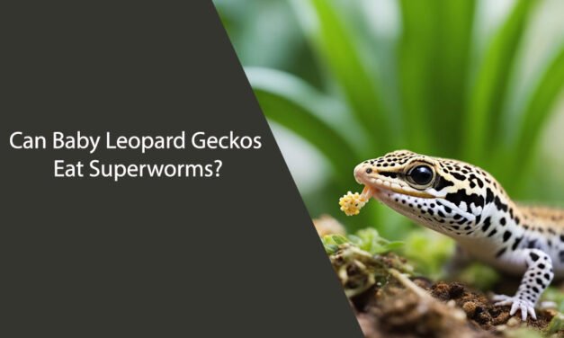 Can Baby Leopard Geckos Eat Superworms?
