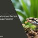 Can Baby Leopard Geckos Eat Superworms