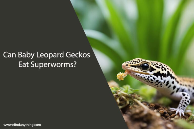 Can Baby Leopard Geckos Eat Superworms