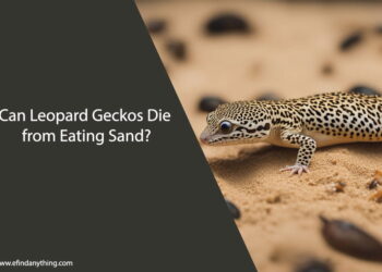 Can Leopard Geckos Die from Eating Sand