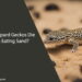 Can Leopard Geckos Die from Eating Sand