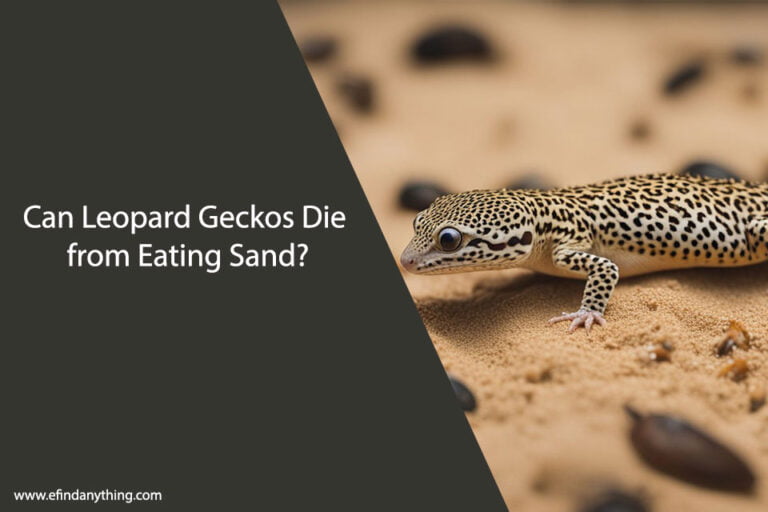 Can Leopard Geckos Die from Eating Sand
