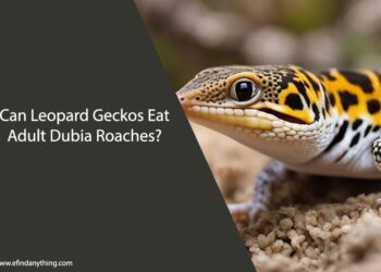 Can Leopard Geckos Eat Adult Dubia Roaches