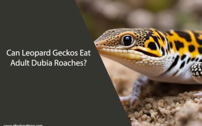 Can Leopard Geckos Eat Adult Dubia Roaches?