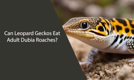 Can Leopard Geckos Eat Adult Dubia Roaches?