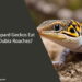 Can Leopard Geckos Eat Adult Dubia Roaches