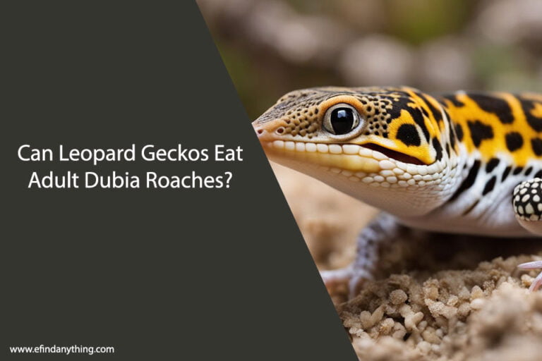 Can Leopard Geckos Eat Adult Dubia Roaches