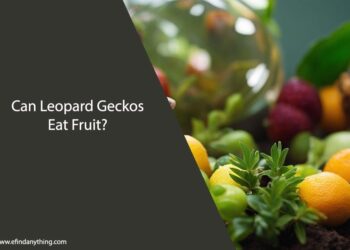 Can Leopard Geckos Eat Fruit