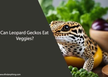 Can Leopard Geckos Eat Veggies