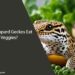 Can Leopard Geckos Eat Veggies