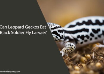 Can Leopard Geckos Eat Black Soldier Fly Larvae