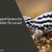 Can Leopard Geckos Eat Black Soldier Fly Larvae