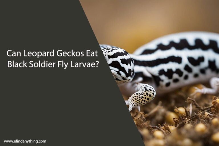 Can Leopard Geckos Eat Black Soldier Fly Larvae