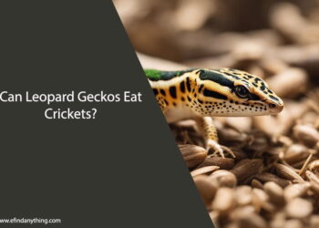 Can Leopard Geckos Eat Crickets